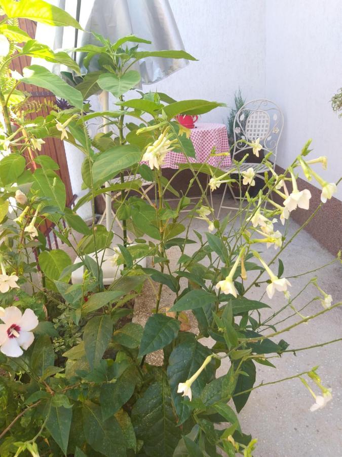 Vila Casa Calin Tulcea Exteriér fotografie